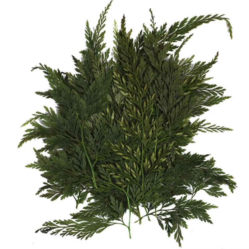 Green fern grass Высокое качество Популярные Лидер продаж мини Bloemen засушенные цветы небольшой "сделай сам" сохранить букет 25 шт./пакет прессованные цветы украшения дома - Цвет: Green fern grass
