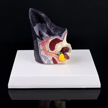 

Dog Ear Lesion Animal Anatomical Model Veterinary Science Aids Teaching Pet Canine Research