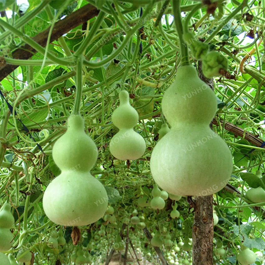 10-Pcs-New-Bottle-Gourd-Bonsai-Big-Wine-Gourd-Spoon-Lagenaria-Siceraria-Bonsai-Calabash-Gourd-Vegetable (2)