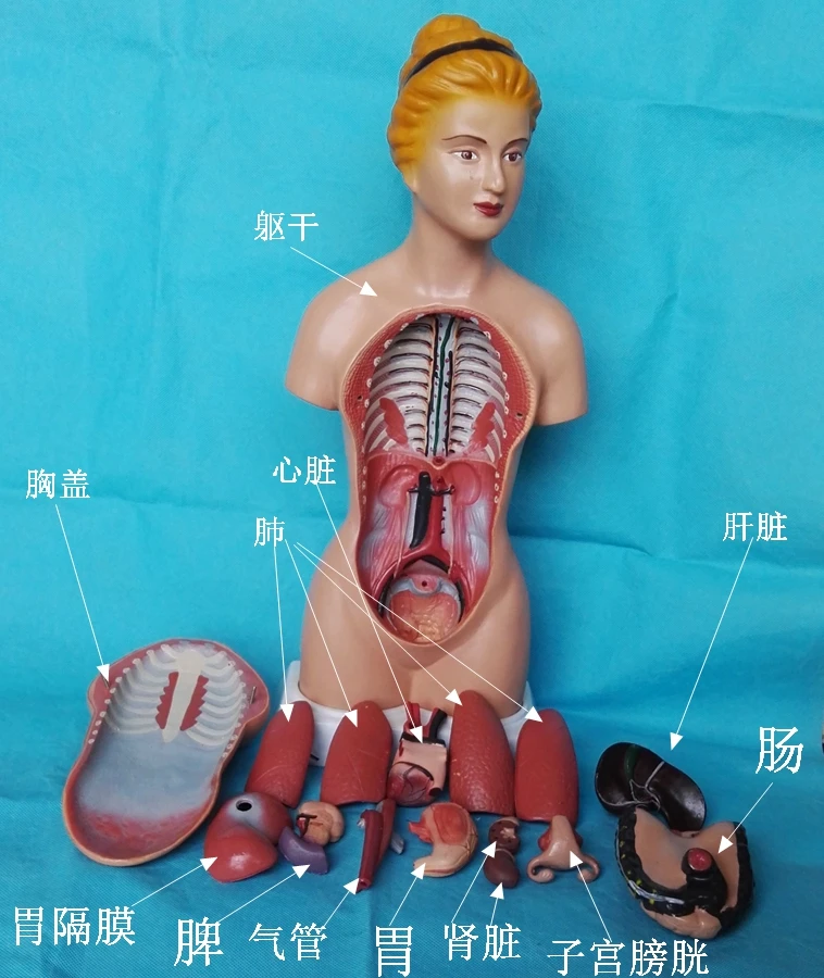 45cm Human Torso Model 16pcs Assembled Medical Model Human Anatomy Body