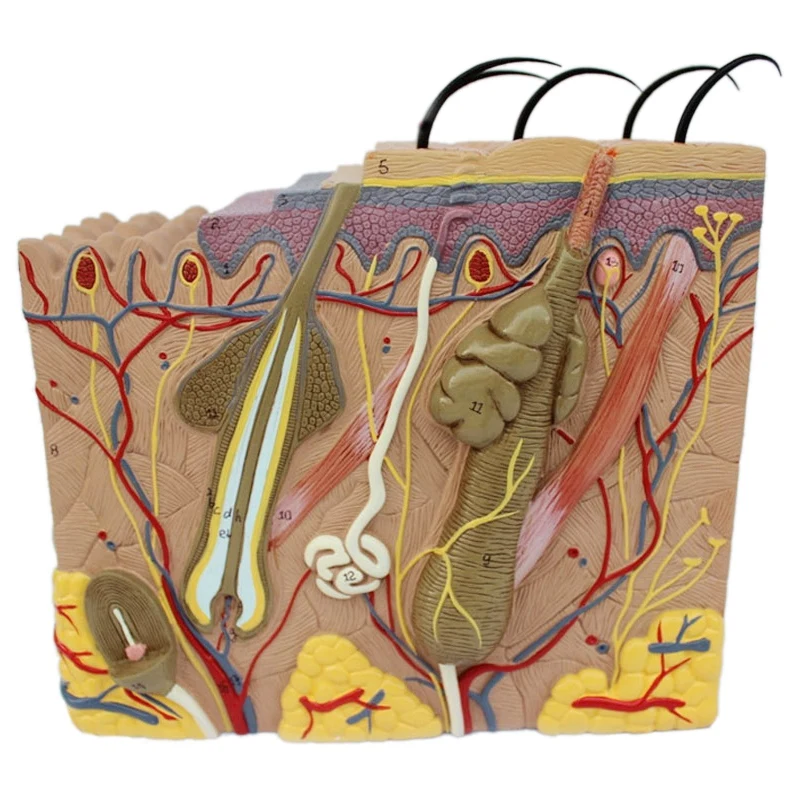 

Skin Model, 35X Skin and Hair Structure Enlarge Model Anatomical Model Anatomy for Science Classroom Study Display Teaching Medi