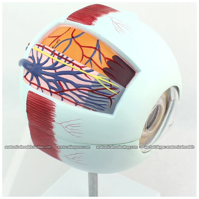 CMAM/12525 Eye 6parts 6x в натуральную величину Human E.N.T. Медицинская анатомическая модель|model