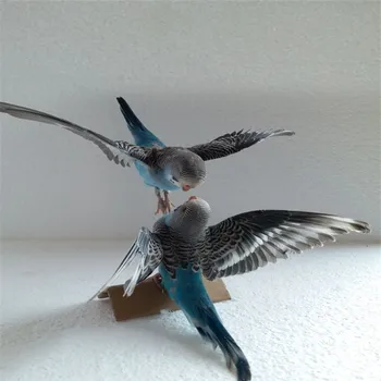 

2PCS Taxidermy stuffing Eurasian Blue colour Melopsittacus undulatus / Budgerigar Budgie Parrot specimen Teaching / Decoration