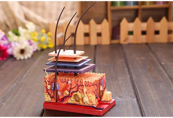 

4D 4dHuman Skin and Hair Assembly Humans Skull Skeleton Anatomical Skin Anatomy Science Educational Toys Model medical supplies