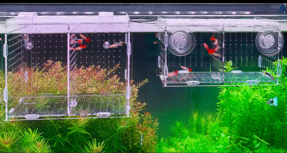 大サイズ水槽隔離ボックスグッピー繁殖小魚稚魚分離ネットアクリル水族館30xxcm Aliexpress Home Garden
