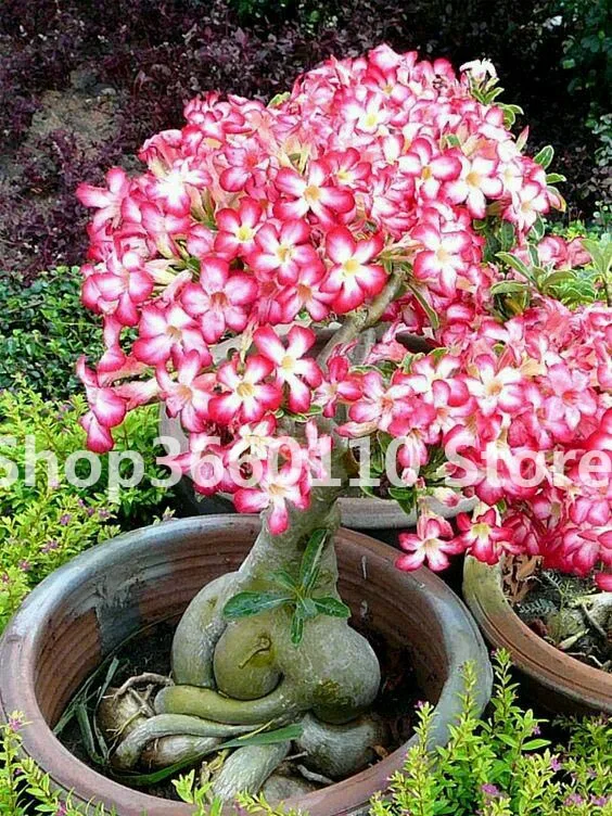 Пустынная Роза бонсай цветы в горшках бонсай Adenium Obesum комнатное бонсай растение мини дерево в горшке для домашнего сада растение 1 шт
