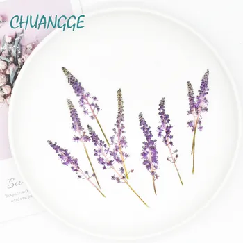 

Jujube Flower Dried Flowers Plant Specimen Diy Handmade Epoxy Hand Case Aromatherapy Candle Photo Frame Bookmark Beauty