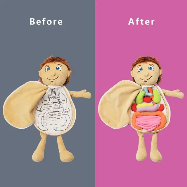 Kid Montessori 3D Puzzle Anatomy Doll Educational Learning Organ SoftToy Body Organ Teaching Tool For Children 5