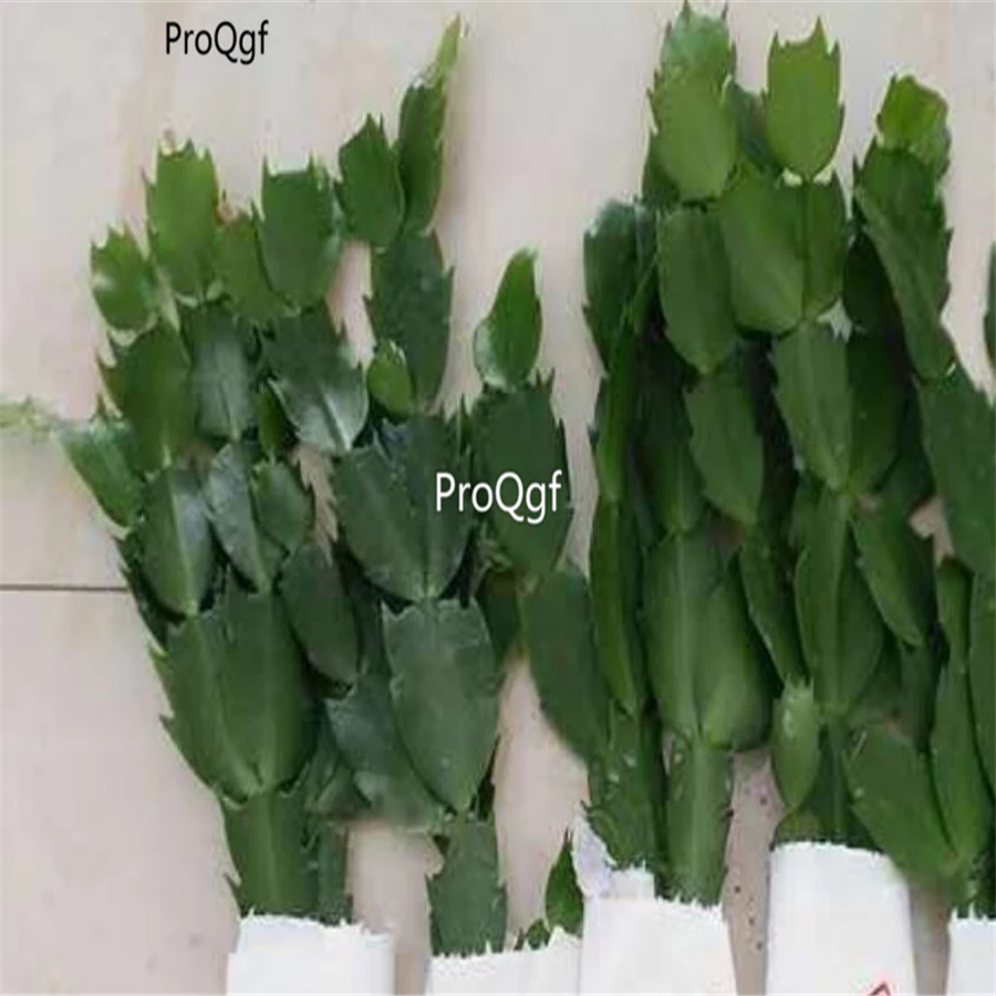 plant Ngryise 5 шт набор Zygocactus truncatus - Цвет: plant