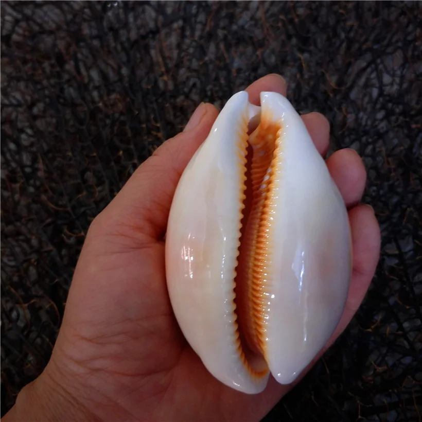 

1pc 9cm Golden Cowries Sea Shells Shell Craft Aquarium Nautical Decor Ornaments Natural Mini Conch Mediterranean Drop Shipping