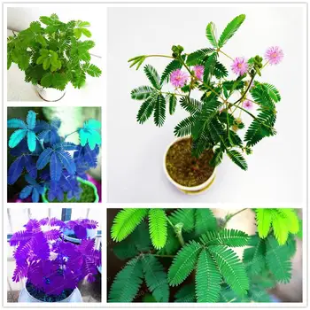 

Plants Hand Creams Blue Mimosa Grass Essence Hand Cream 100Pcs C-R1T