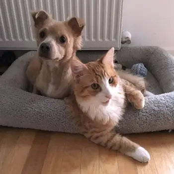 

Cat Bed Pet Warming Kennel Washable Pet Floppy Extra Comfy Plush Rim Cushion And Nonslip Bottom Dog Beds For Small Dogs House