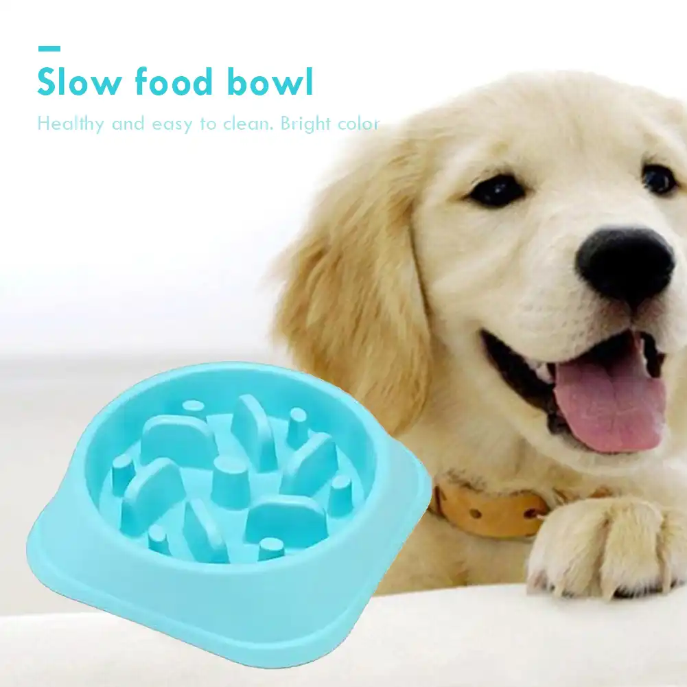 slow down dog drinking