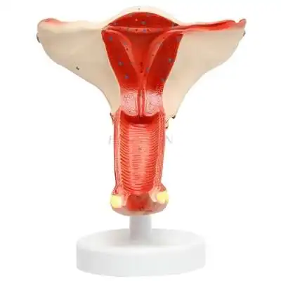 

Female uterine model gynecology medical teaching aids female internal and external genital ovarian vagina pathology model