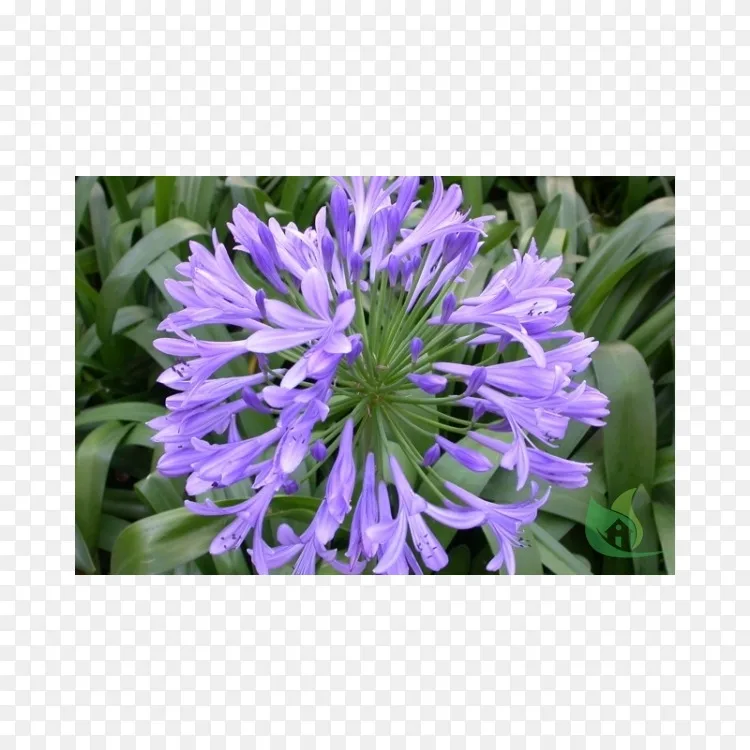 每年一度的海滩风植物 九月 海滩png图片素材免费下载 图片编号 Png素材网