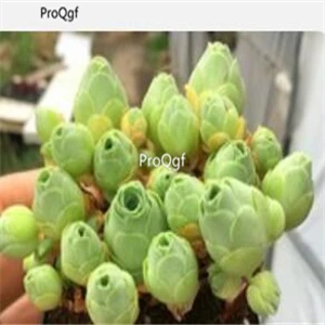 Многоцветный Ngryise 5 шт. набор Adenium obesum пустынная Роза - Цвет: Многоцветный