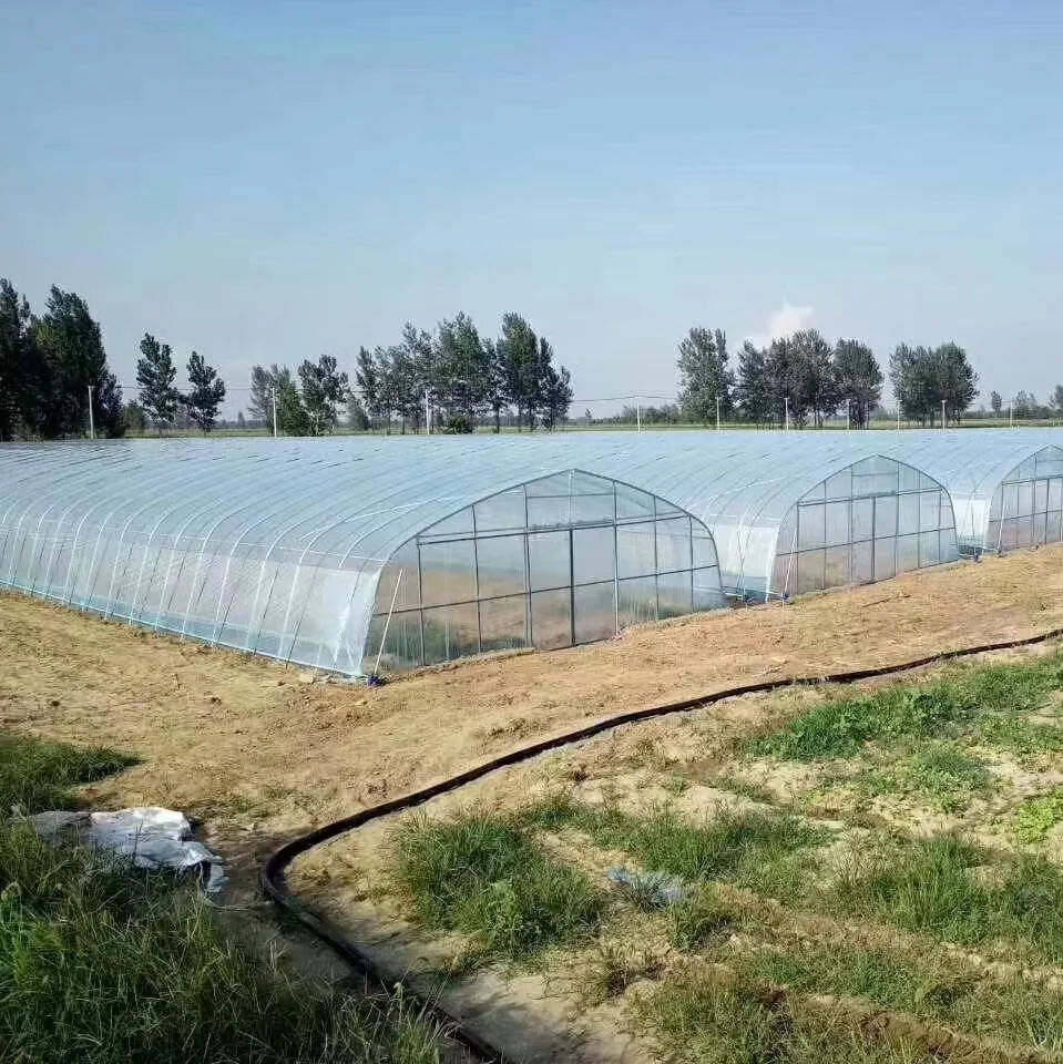 Large Area Long Tunnel Planting Greenhouse Supplier