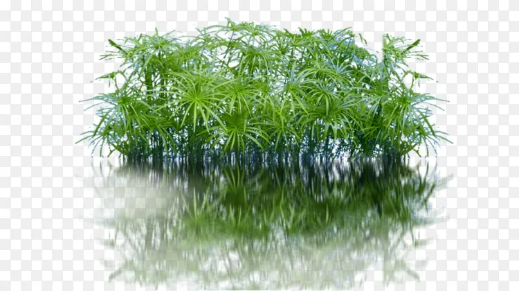 水生植物三维计算机图形学植物png图片素材免费下载_图片编号199542