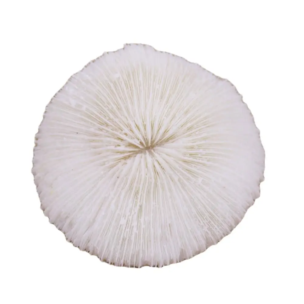 

10-11CM Natural Mushroom Coral White Stone Collectibles Display