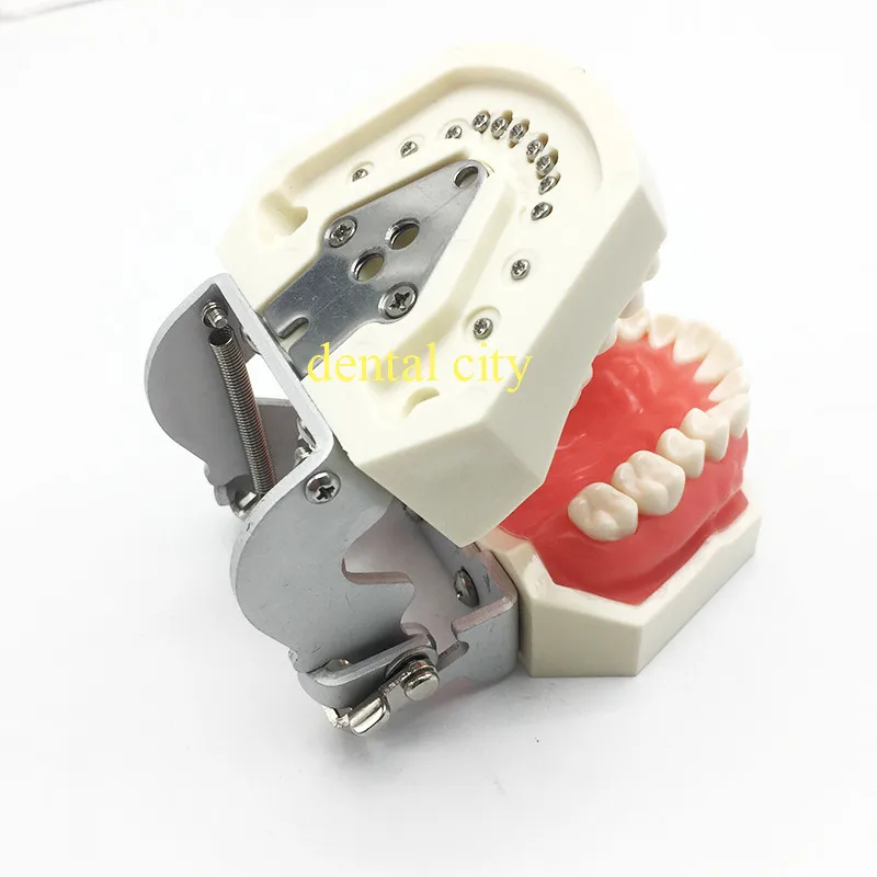 Бесплатная доставка зубы обучающая модель зубные мягкие gingiva 200 H тип съемные зубы модель