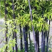 Горячая Распродажа Топ Мода novel Plant Травы Растения 100 шт./лот с фабрики Свежие Бамбуковые садовые дешевые бонсай