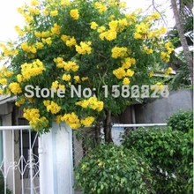 100 желтая труба куст/цветок дерева ОО* текома стоны* желтый станы* колокольчики