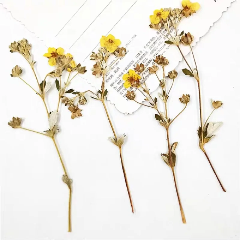 100pcs Pressed Dried Flower Gold Rosa Multiflora Plant Herbarium For Jewelry Postcard Invitation Card Phone Case Bookmark DIY | Дом и сад