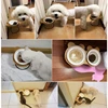 Hot Sale High-end Pet Bowl Bamboo Shelf Ceramic Cat Feeding and Drinking Bowls for Dogs Cats Bowls Pet Feeder Accessories 5