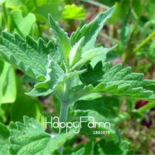 100 шт./лот новые свежие Nepeta катария, кошачья мята, бонсай растения для дома Садоводство цветок балконные Горшки Цветочные растения
