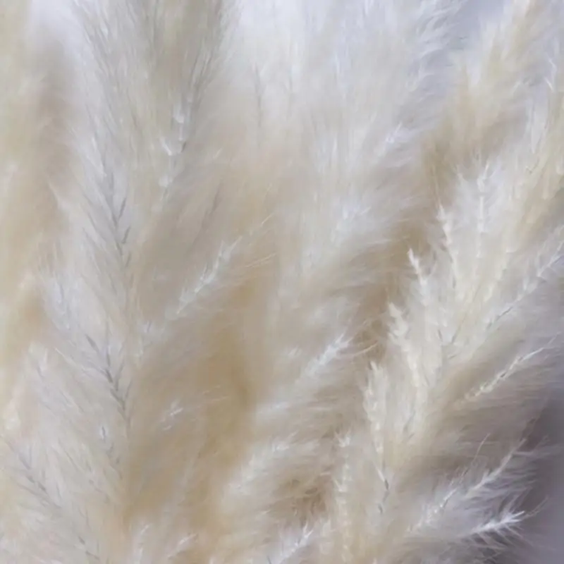 

15Pcs Bulrush Natural Dried Small Pampas Grass Phragmites Wedding Flower Bunch 3 Colors for Home Decor