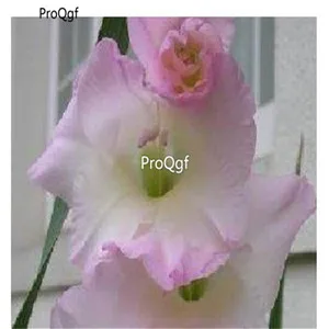 Ngryise 30 шт набор Vaniot Houtt gladiolus - Цвет: 21