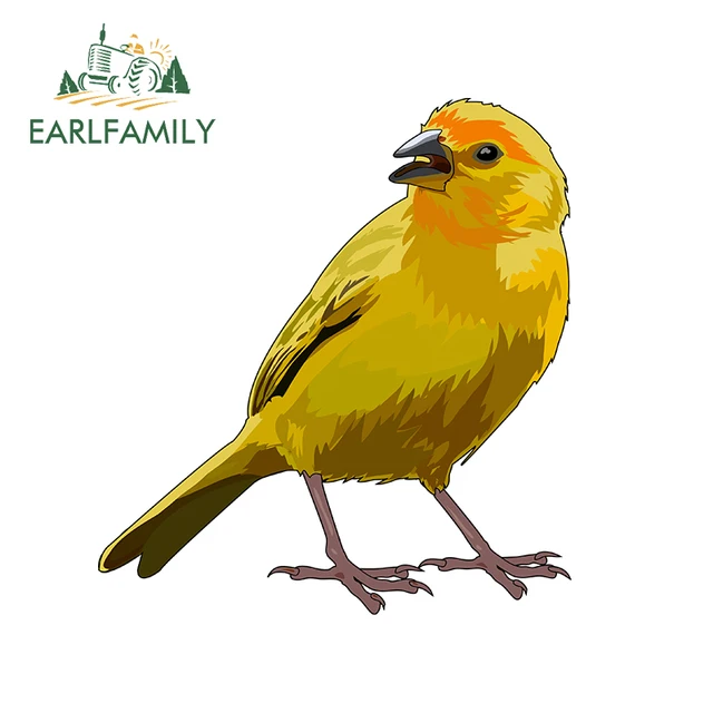 5000 Koleksi Gambar Burung Kenari Kartun HD