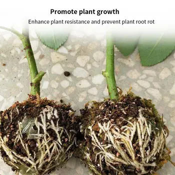 

Blossom Plant Rooting Device Assisted Cutting Rooting Asexual Reproduction Propagation Ball Box Grafting Plant Holder