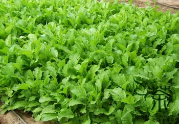 

Brassica Juncea Curled-leaf Mustard Curled Mustard Xuelihong