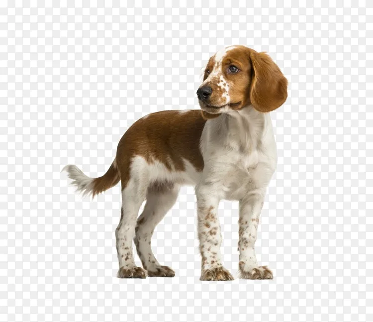 png威尔士斯普林尔猎犬英国小猎犬威尔士猎犬-弹簧猎犬图片