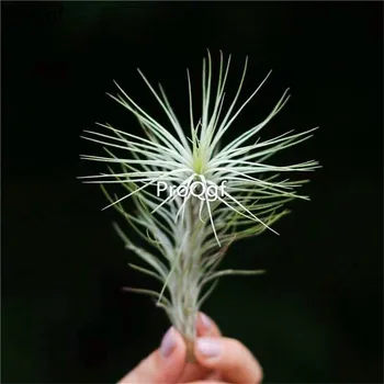 

Ngryise 2Pcs A Set Tillandsia air fern huliweiba fox tail