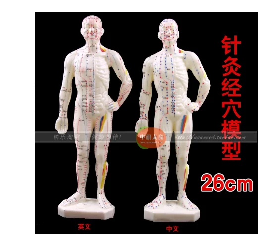 26cm Human Body Acupuncture Point Model Pvc Human Skull Skeleton Model For Seal Anatomical Study Display Model Massage Tools Aliexpress