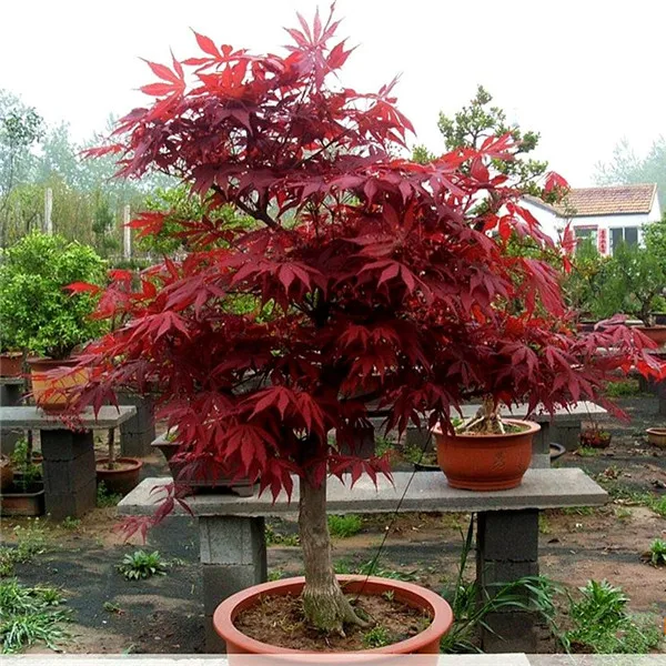 

100 Pcs/Pack New Arrival!Red Japanese Maple Beautiful Plant Tree flores Bonsai Garden Decor DIY Plant Home