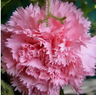 8 500 шт Dianthus caryophyllus 'Giant Chabaud Mixed' дикая Гвоздика домашний сад - Цвет: 8