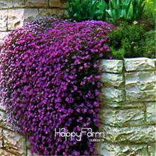 Лидер продаж! 100 шт./лот Aubrieta Rock Cress фиолетовый редкий цветок многолетние растения бонсай легко выращивать groud крышка