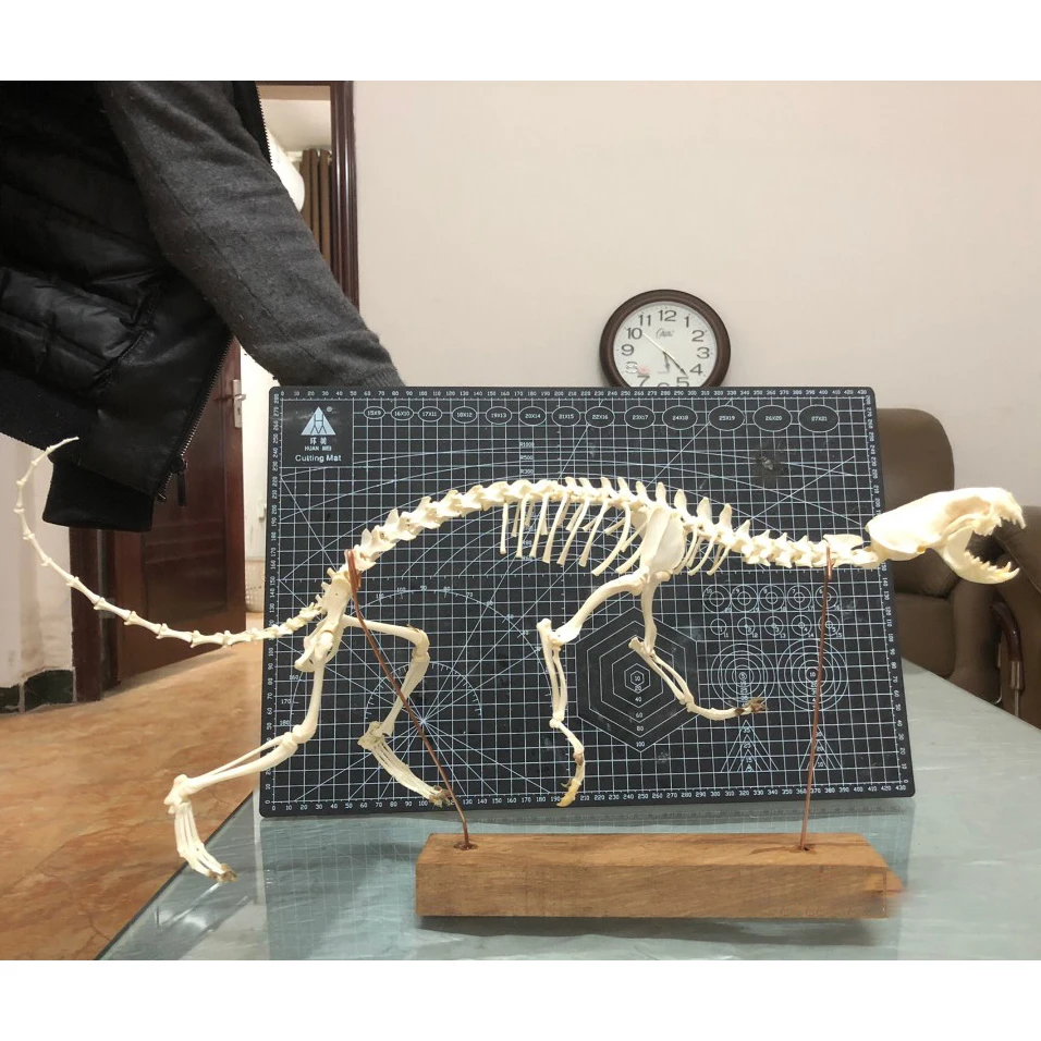 動物の骨 本物のキツネ/ミンク/ネコ科の骨格標本1個。 本物の動物の骨。 DIY が