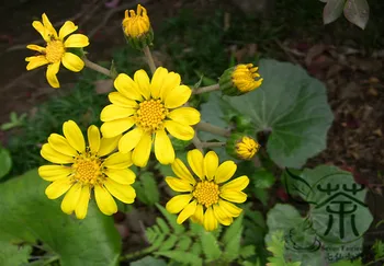 

Farfugium Japonicum Green Leopard-Plant Da Wu Feng Cao