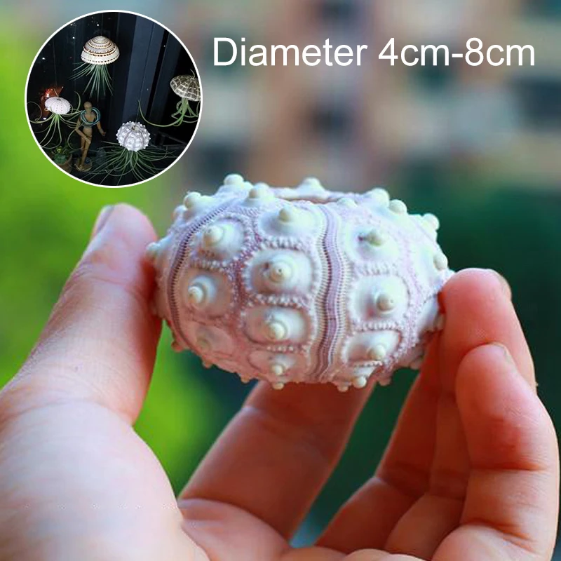 

1 шт. Новинка натуральная Морская ракушка пляжный берег используется для свадьбы Натуральная Морская ракушка Сделай Сам искусственные цвета Декор 4 см ~ 8 см