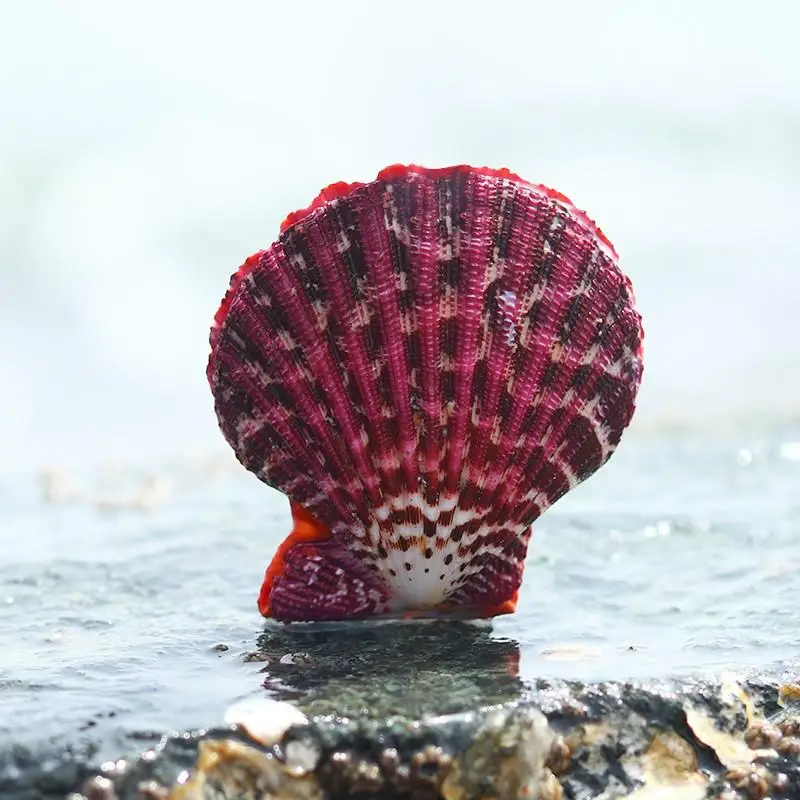 Раковины моллюсков улитки образцы гигантские раковины моллюсков морские раковины Ремесло морской раковины украшение морской раковины натуральный
