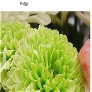 13 Ngryise 2000 шт набор Zinnia elegans - Цвет: 13