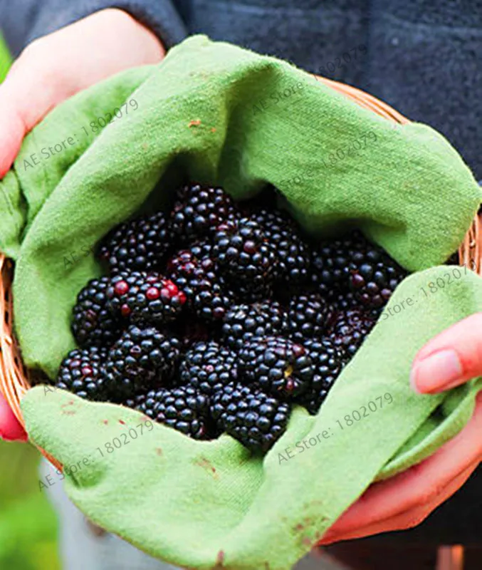 Акция! 200 шт Blackberry garden суккулент сладкие гигантские Blackberry бонсай и дерево растение Тройная Корона черный тутовник фрукты Se