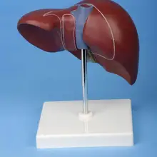 Человеческая нормальная анатомическая модель печенья имеет базовую модель медицинского обучения напрямую от производителя продажи