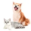 Everybody Pets Store