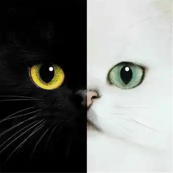 

Hot 5D DIY Diamond Painting Write And Black Cat Diamond Embroidery Full Set Cartoon Cat Diamond Mosaic Sale Rhinestone Picture