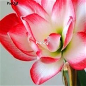 Ngryise 10 шт. набор Amaryllis hippeastrutilum - Цвет: 2
